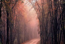 关注 | 安赛龙接受背伤手术暂别赛场 奥运三连冠是其终极目标.